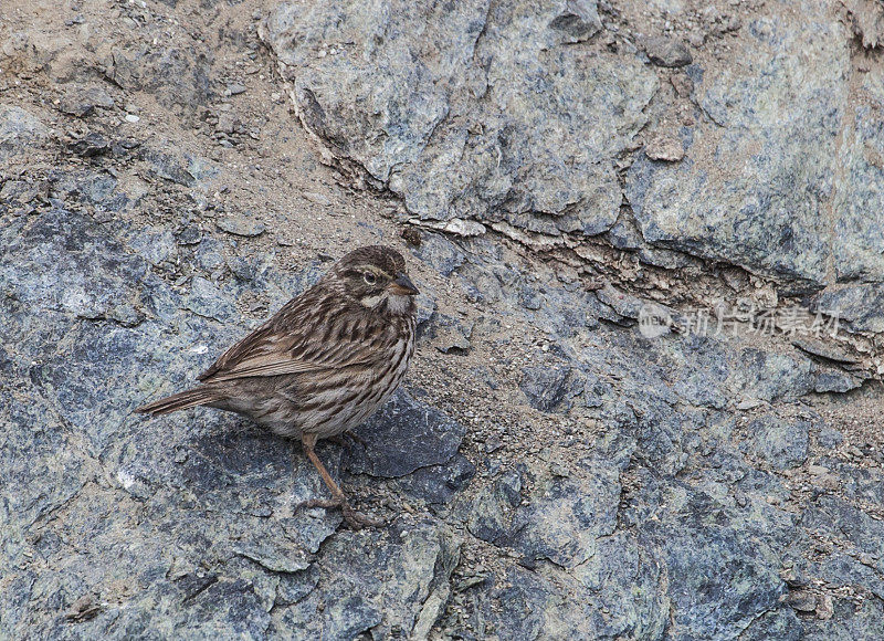 San Benito Sparrow